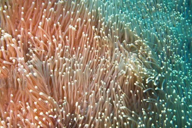 Anemone in the current